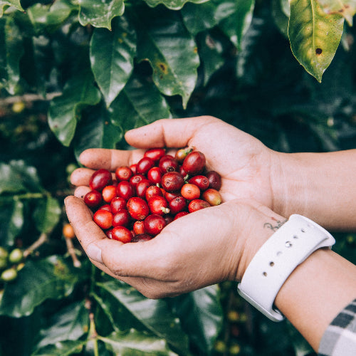 Hand holding red coffee berries with a coffee plant in the background
